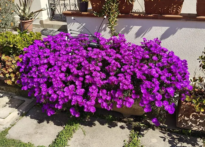 Sunny Courtyard شقة